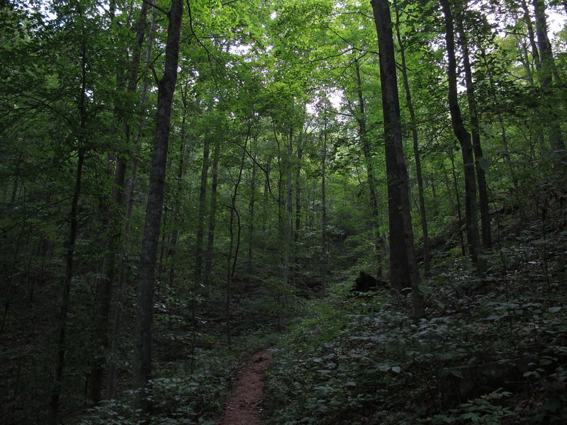 Some sweet singletrack on the way up.