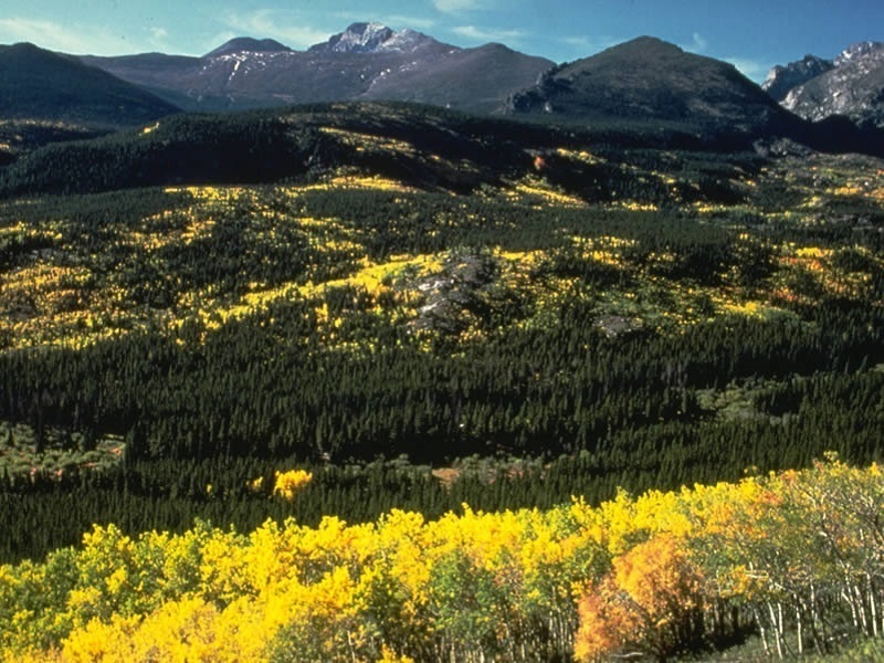 Aspen on Bierstadt Moraine (photo by Rocky Mountain National Park)