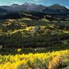 Aspen on Bierstadt Moraine (photo by Rocky Mountain National Park)