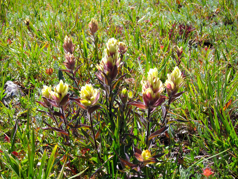 Western Indian paintbrush on Flattop Mountain in Rocky Mountain National Park