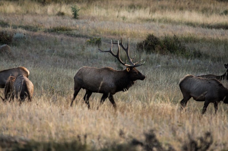 Elk in the RMNP meadow