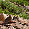 Pika on Flattop Mountain on Rocky Mountain National Park