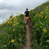 Running through overhead wildflowers on the final descent.  (photo by Shana Light)