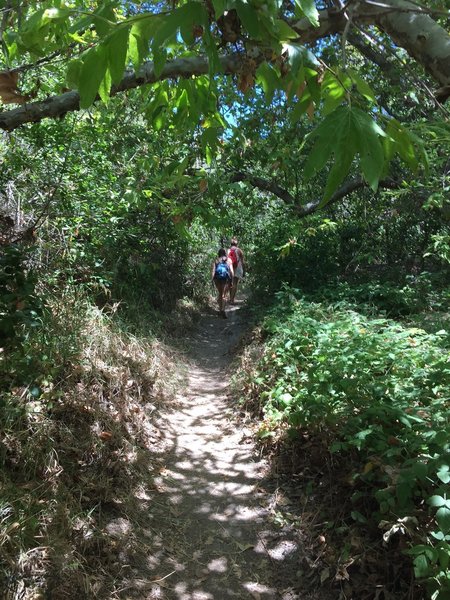 Trail to the hot springs