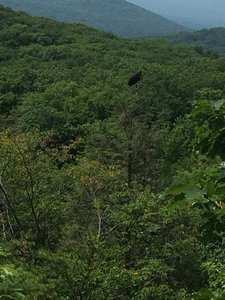 Is that vulture following me?