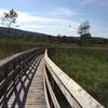 Boardwalk over "The great swamp"