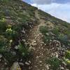 Upper mountain wildflowers offering a multitude of colors!  Upper reaches of the Cirque Trail