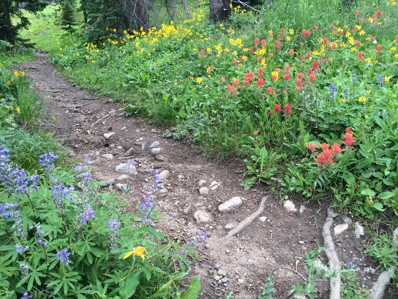 An incredible wildflower display in July