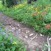 An incredible wildflower display in July