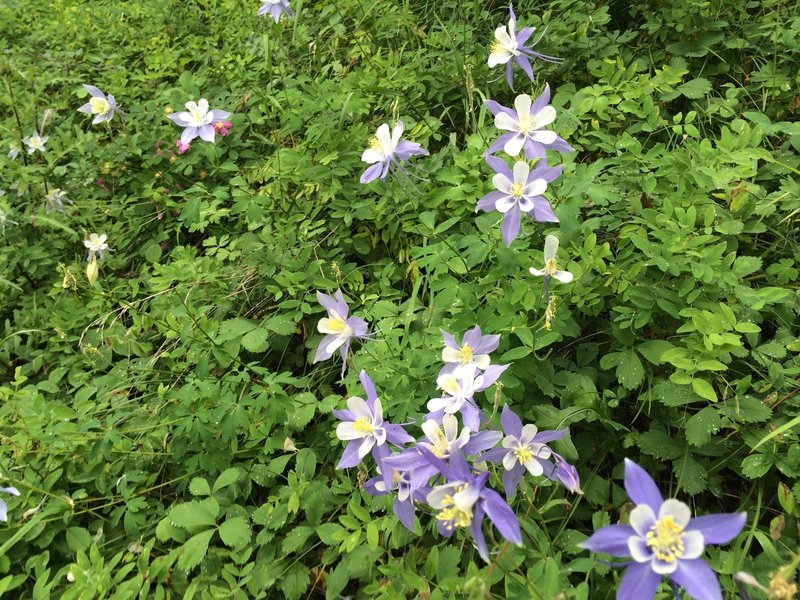A lovely display of Rocky Mountain Columbine - our state flower.
