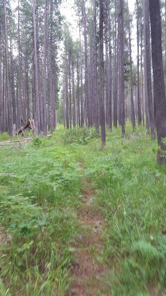 Typical view through the pines