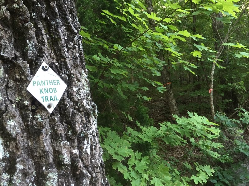 Panther Knob trail marker with orange flagging in the background.