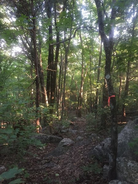 Hard to follow section between Bankhead Parkway and Flat Rock of the Land Trust's Panther Knob trail.