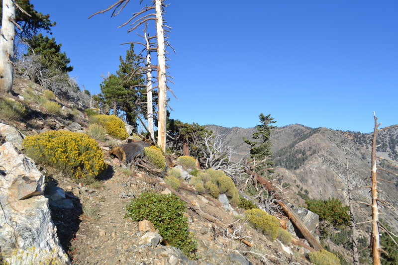 Looking back east along the trail.