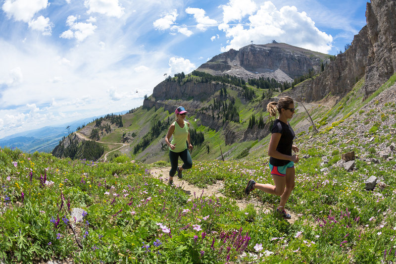 Wildflowers popping on Cirque Trail with Rendezvous Mountain summit in the background. Photo by Patrick Nelson / Jackson Hole Mountain Resort