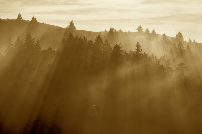 Light and fog painting an incredible picture along the Coastal Trail