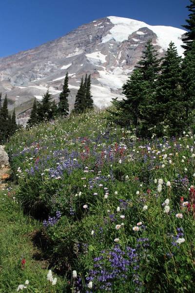 Field of flowers heading up to Panorama Point (photo by Frank Kovalchek)