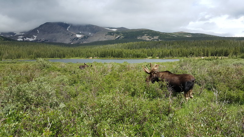 Moose just off the road on way back to parking lot