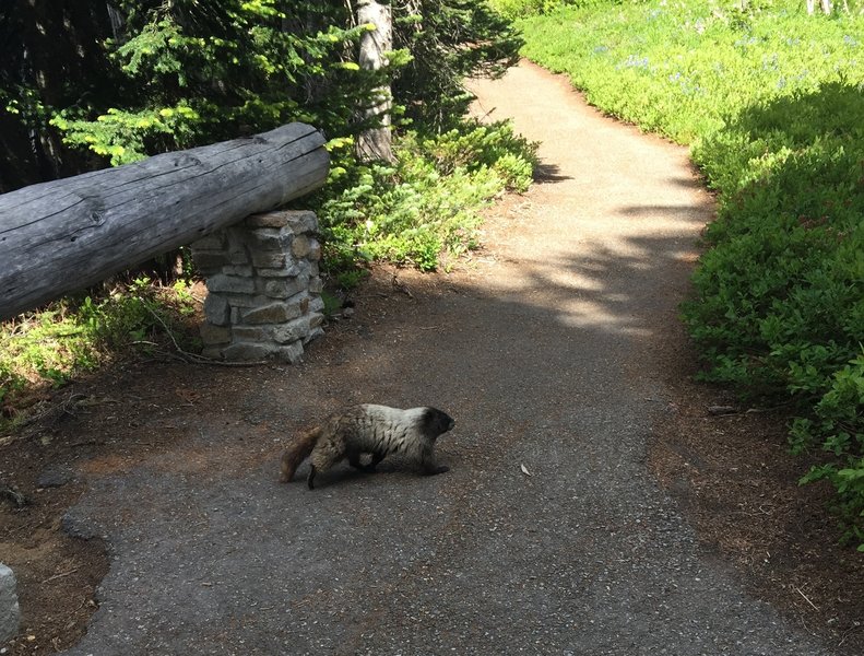 Marmot sighting!