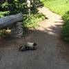 Marmot sighting!