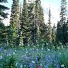 Mount Rainer wildflowers