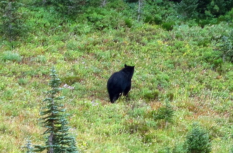 Black bear foraging near Dead Horse Creek (photo by Steve Cyr)