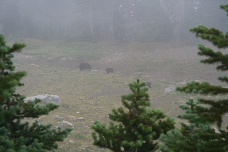 Two bears as seen from the Dead Horse Creek Trail (photo by Kat Kellner)