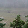 Two bears as seen from the Dead Horse Creek Trail (photo by Kat Kellner)