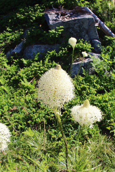 Closeup of beargrass