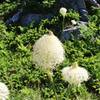 Closeup of beargrass