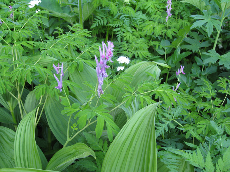 Corydalis scouleri and Veratrum viride (Corn Lily) (photo by Brewbooks)