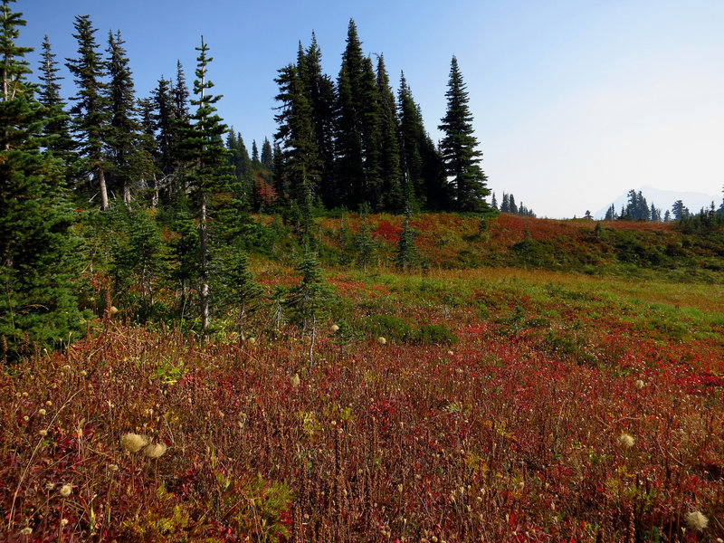 Mazama Ridge meadow ablaze with color (photo by Steve Cyr)