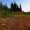 Mazama Ridge meadow ablaze with color (photo by Steve Cyr)