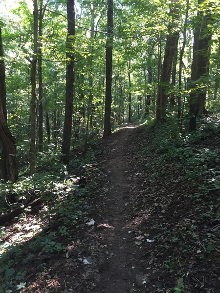 Singletrack on the North Plateau Loop