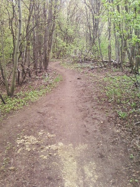 A section of the trail winding through aspen groves