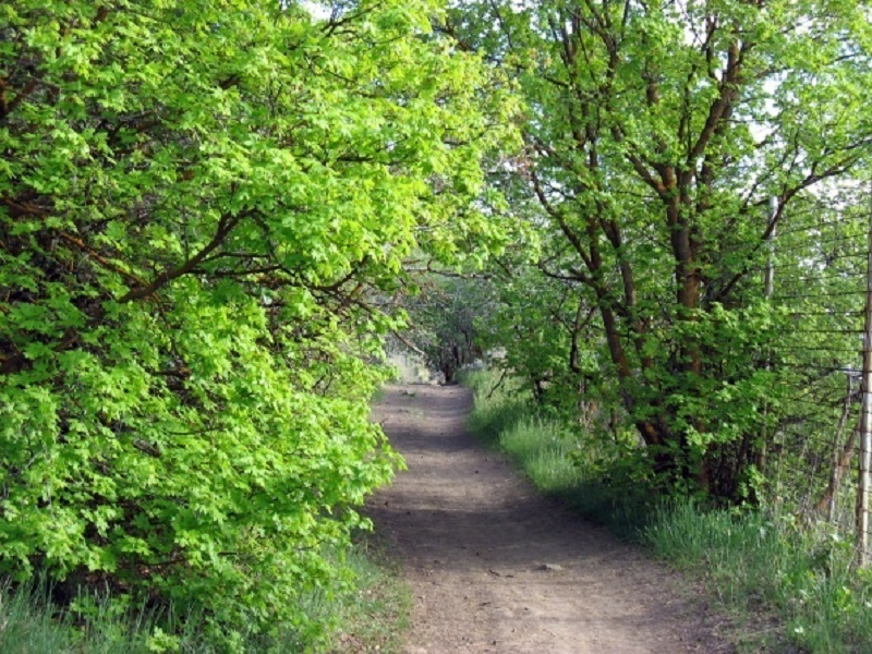 A beautiful section of trail through some trees, especially in early summer or late fall