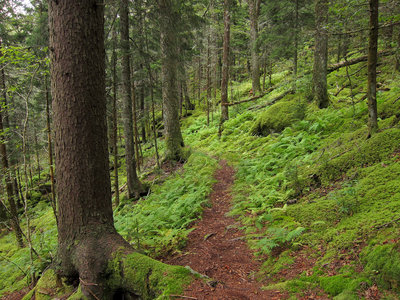 Forest on Baxter Creek Trail in Great Smoky Mountains National Park