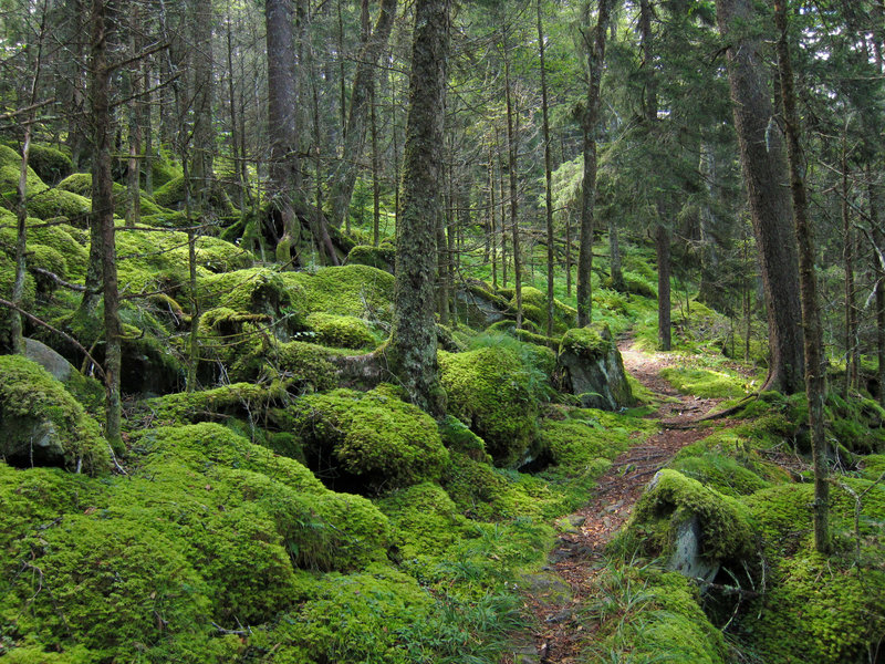 Forest on Baxter Creek Trail in Great Smoky Mountains National Park