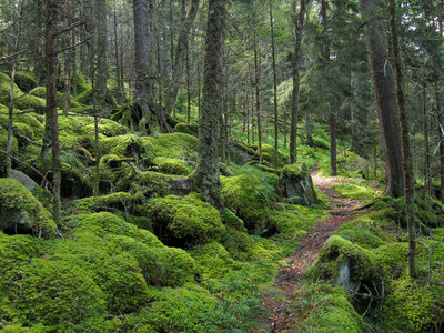 Trails in the 2024 great smoky mountains