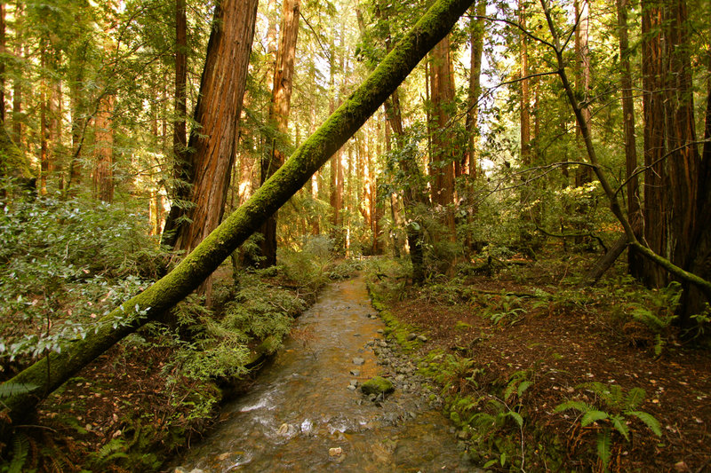 Muir Woods