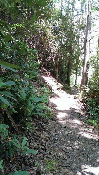 Snaking towards the lake