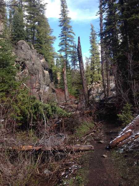 A fun section of the trail through some shattered trees