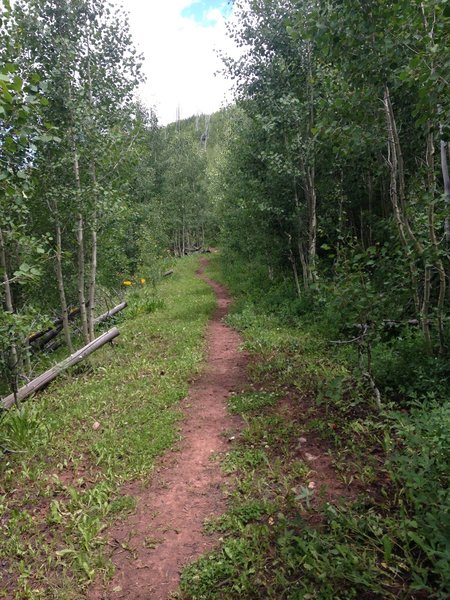 Where the trail levels off, approaching the junction with Stevens Creek Trail