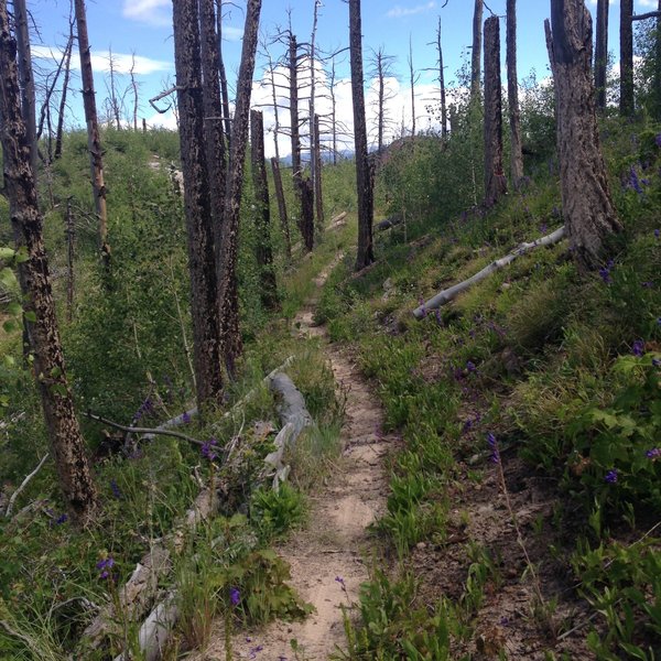 Traveling through the old burn