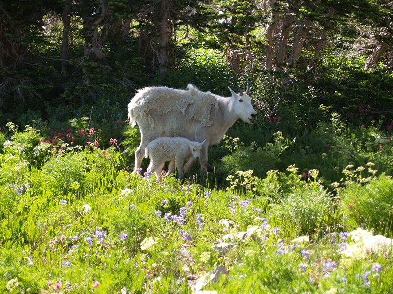 Mountain Goats