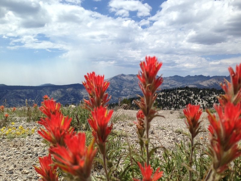 Indian Paintbrush.