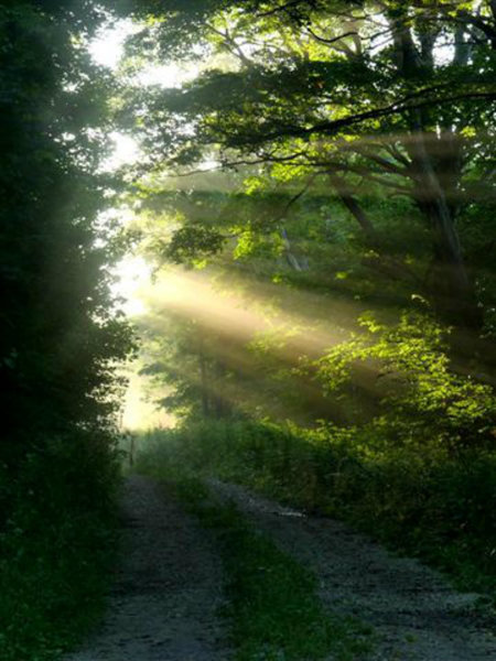 Sunrise on the Bruce Trail