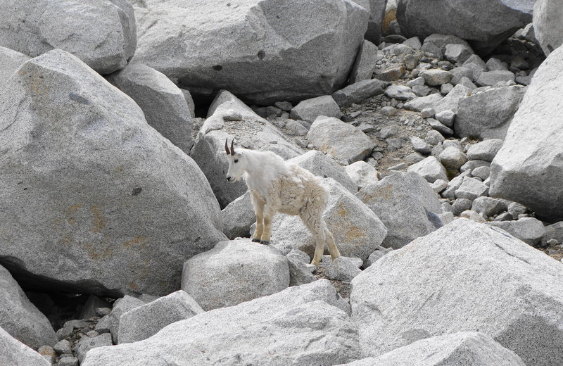 One of many goats spotted while we broke for lunch before our Annapurna sidetrip