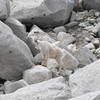 One of many goats spotted while we broke for lunch before our Annapurna sidetrip