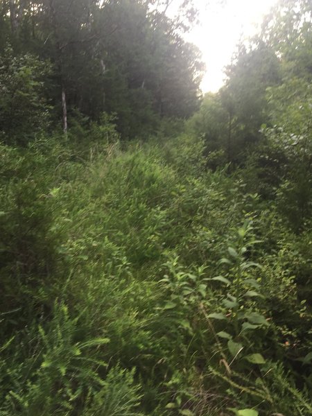 Unkept section of the Fossil Bench Trail